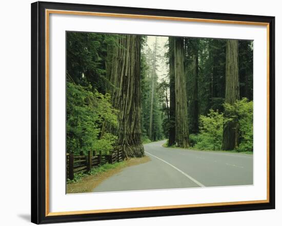 Highway 101 Through Redwoods-James Randklev-Framed Photographic Print