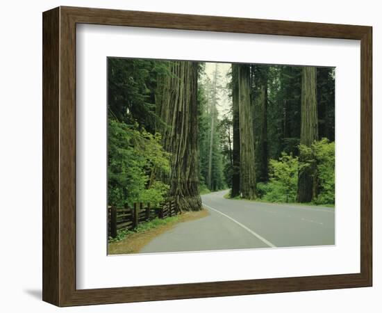 Highway 101 Through Redwoods-James Randklev-Framed Photographic Print