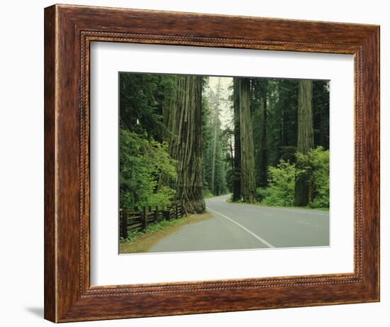 Highway 101 Through Redwoods-James Randklev-Framed Photographic Print