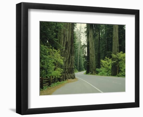 Highway 101 Through Redwoods-James Randklev-Framed Photographic Print