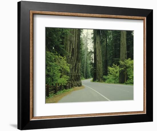 Highway 101 Through Redwoods-James Randklev-Framed Photographic Print