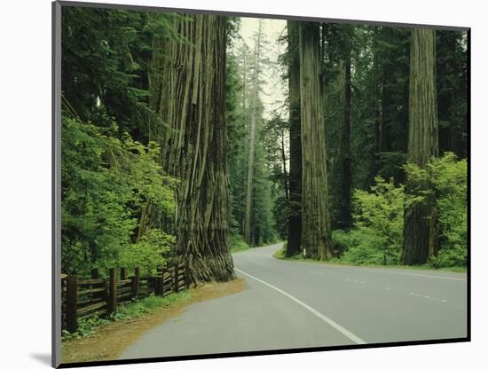 Highway 101 Through Redwoods-James Randklev-Mounted Photographic Print