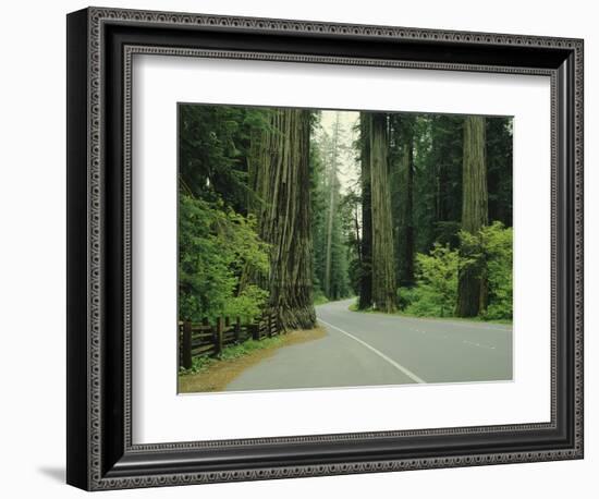 Highway 101 Through Redwoods-James Randklev-Framed Photographic Print