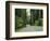 Highway 101 Through Redwoods-James Randklev-Framed Photographic Print