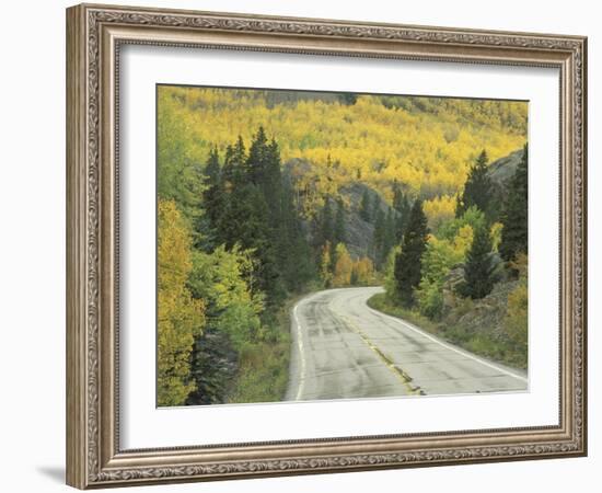 Highway 82 Through Autumn Aspen Trees, San Isabel National Forest, Colorado, USA-Adam Jones-Framed Photographic Print