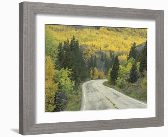 Highway 82 Through Autumn Aspen Trees, San Isabel National Forest, Colorado, USA-Adam Jones-Framed Photographic Print