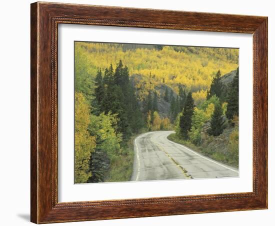 Highway 82 Through Autumn Aspen Trees, San Isabel National Forest, Colorado, USA-Adam Jones-Framed Photographic Print