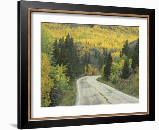 Highway 82 Through Autumn Aspen Trees, San Isabel National Forest, Colorado, USA-Adam Jones-Framed Photographic Print