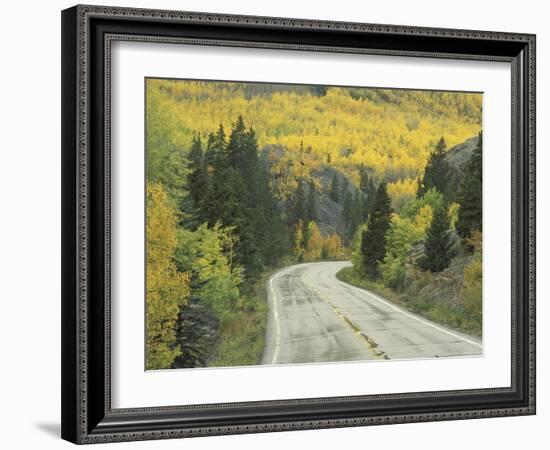 Highway 82 Through Autumn Aspen Trees, San Isabel National Forest, Colorado, USA-Adam Jones-Framed Photographic Print