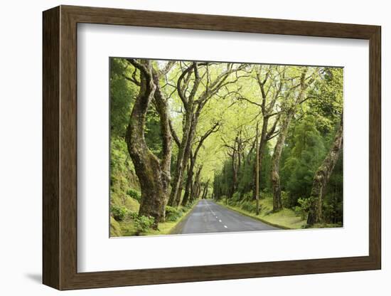 Highway EN1-1A Passing through green forest, Nordeste, Sao Miguel, Azores, Portugal-Panoramic Images-Framed Photographic Print