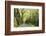 Highway EN1-1A Passing through green forest, Nordeste, Sao Miguel, Azores, Portugal-Panoramic Images-Framed Photographic Print