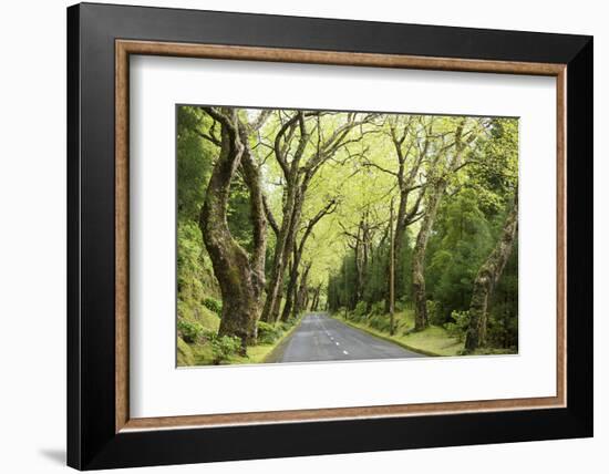 Highway EN1-1A Passing through green forest, Nordeste, Sao Miguel, Azores, Portugal-Panoramic Images-Framed Photographic Print