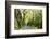 Highway EN1-1A Passing through green forest, Nordeste, Sao Miguel, Azores, Portugal-Panoramic Images-Framed Photographic Print