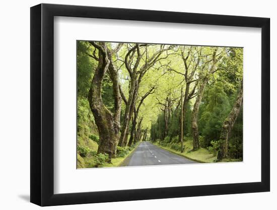 Highway EN1-1A Passing through green forest, Nordeste, Sao Miguel, Azores, Portugal-Panoramic Images-Framed Photographic Print