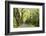 Highway EN1-1A Passing through green forest, Nordeste, Sao Miguel, Azores, Portugal-Panoramic Images-Framed Photographic Print