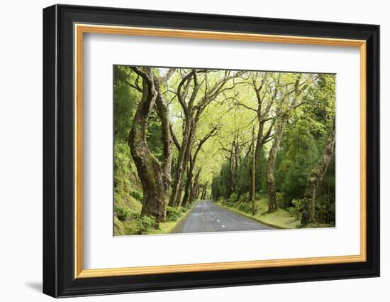 Highway EN1-1A Passing through green forest, Nordeste, Sao Miguel, Azores, Portugal-Panoramic Images-Framed Photographic Print