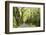 Highway EN1-1A Passing through green forest, Nordeste, Sao Miguel, Azores, Portugal-Panoramic Images-Framed Premium Photographic Print