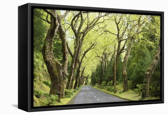 Highway EN1-1A Passing through green forest, Nordeste, Sao Miguel, Azores, Portugal-Panoramic Images-Framed Premier Image Canvas