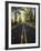 Highway Passing Through a Forest, Historic Columbia River Highway, Columbia River Gorge, Multnom...-null-Framed Photographic Print