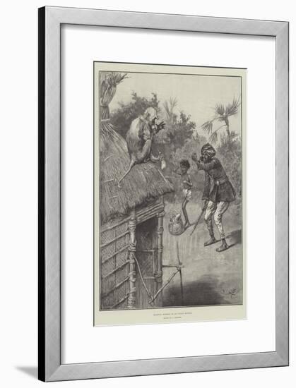 Highway Robbery by an Indian Monkey-Frederick Barnard-Framed Giclee Print