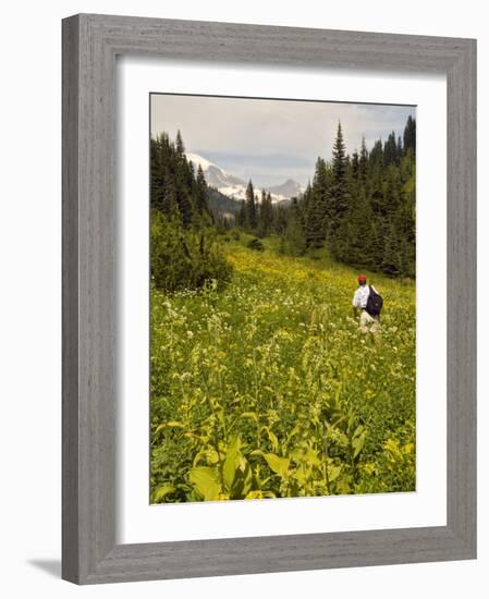 Hiker and Wildflowers in the Tatoosh Wilderness, Cascade Range of Washington, USA-Janis Miglavs-Framed Photographic Print