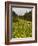 Hiker and Wildflowers in the Tatoosh Wilderness, Cascade Range of Washington, USA-Janis Miglavs-Framed Photographic Print