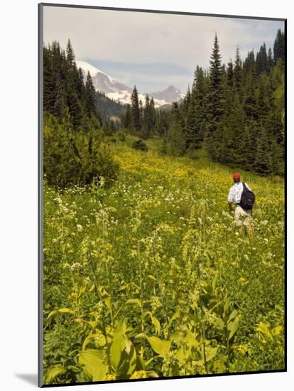 Hiker and Wildflowers in the Tatoosh Wilderness, Cascade Range of Washington, USA-Janis Miglavs-Mounted Photographic Print