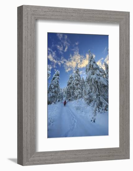 Hiker on Snowshoes Ventures in Snowy Woods-Roberto Moiola-Framed Photographic Print