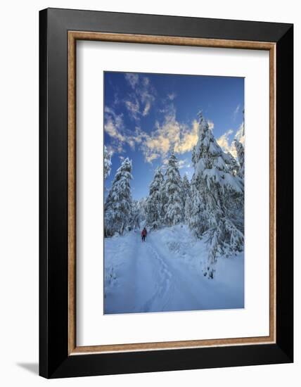 Hiker on Snowshoes Ventures in Snowy Woods-Roberto Moiola-Framed Photographic Print