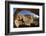 Hiking, Hickman Bridge, Capitol Reef National Park, Utah, USA, (Mr)-Norbert Eisele-Hein-Framed Photographic Print