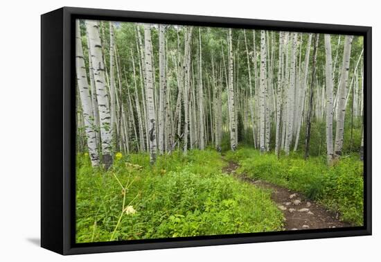 Hiking in the Aspen Trees Forest on the Trail to the American Lake.-Stefano Amantini-Framed Premier Image Canvas