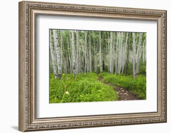 Hiking in the Aspen Trees Forest on the Trail to the American Lake.-Stefano Amantini-Framed Photographic Print