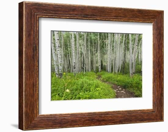 Hiking in the Aspen Trees Forest on the Trail to the American Lake.-Stefano Amantini-Framed Photographic Print