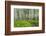 Hiking in the Aspen Trees Forest on the Trail to the American Lake.-Stefano Amantini-Framed Photographic Print