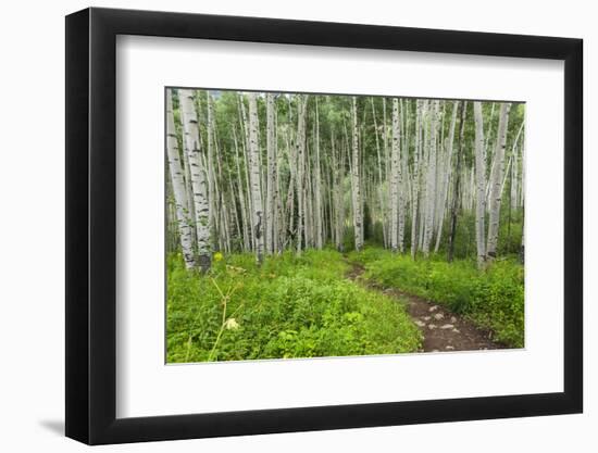 Hiking in the Aspen Trees Forest on the Trail to the American Lake.-Stefano Amantini-Framed Photographic Print