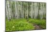 Hiking in the Aspen Trees Forest on the Trail to the American Lake.-Stefano Amantini-Mounted Photographic Print