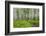 Hiking in the Aspen Trees Forest on the Trail to the American Lake.-Stefano Amantini-Framed Photographic Print