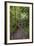 Hiking Manoa Falls Trail, Honolulu, Oahu, Hawaii, United States of America, Pacific-Michael DeFreitas-Framed Photographic Print