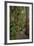 Hiking Manoa Falls Trail, Honolulu, Oahu, Hawaii, United States of America, Pacific-Michael DeFreitas-Framed Photographic Print