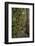 Hiking Manoa Falls Trail, Honolulu, Oahu, Hawaii, United States of America, Pacific-Michael DeFreitas-Framed Photographic Print