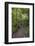 Hiking Manoa Falls Trail, Honolulu, Oahu, Hawaii, United States of America, Pacific-Michael DeFreitas-Framed Photographic Print