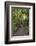 Hiking Manoa Falls Trail, Honolulu, Oahu, Hawaii, United States of America, Pacific-Michael DeFreitas-Framed Photographic Print