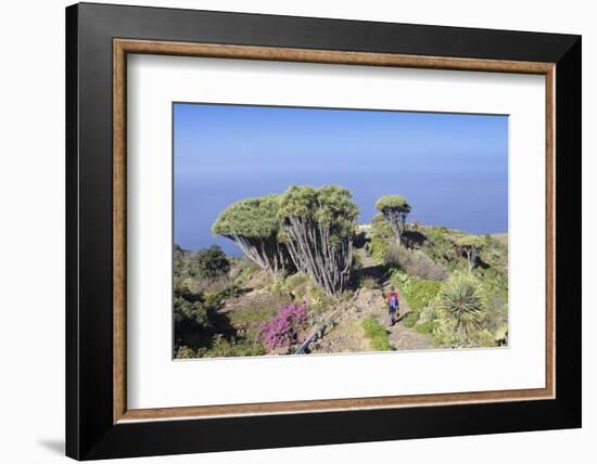 Hiking Path and Canarian Dragon Tree (Dracaena Draco), Las Tricias, La Palma, Canary Islands, Spain-Markus Lange-Framed Photographic Print