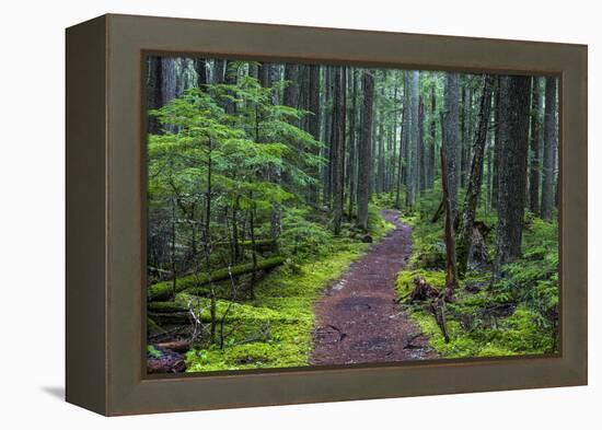 Hiking Path Winds Through Mossy Rainforest in Glacier National Park, Montana, USA-Chuck Haney-Framed Premier Image Canvas