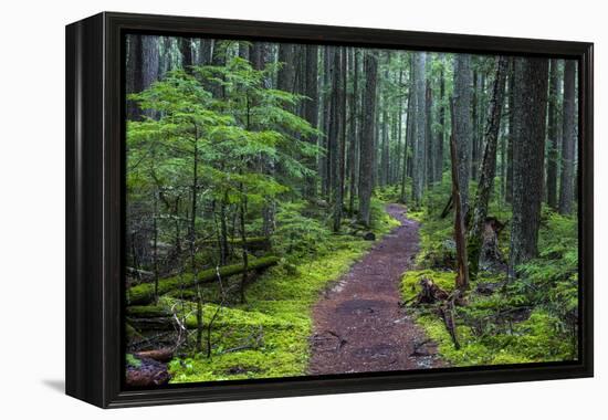 Hiking Path Winds Through Mossy Rainforest in Glacier National Park, Montana, USA-Chuck Haney-Framed Premier Image Canvas