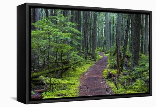 Hiking Path Winds Through Mossy Rainforest in Glacier National Park, Montana, USA-Chuck Haney-Framed Premier Image Canvas