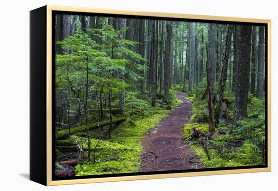 Hiking Path Winds Through Mossy Rainforest in Glacier National Park, Montana, USA-Chuck Haney-Framed Premier Image Canvas