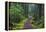 Hiking Path Winds Through Mossy Rainforest in Glacier National Park, Montana, USA-Chuck Haney-Framed Premier Image Canvas