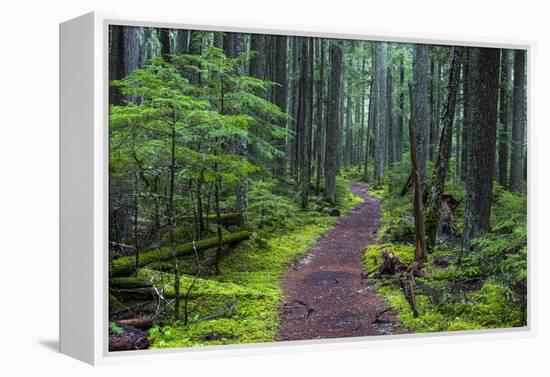 Hiking Path Winds Through Mossy Rainforest in Glacier National Park, Montana, USA-Chuck Haney-Framed Premier Image Canvas