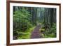 Hiking Path Winds Through Mossy Rainforest in Glacier National Park, Montana, USA-Chuck Haney-Framed Photographic Print